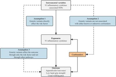 Circulating inflammatory cytokines and sarcopenia-related traits: a mendelian randomization analysis